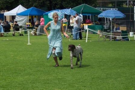 Dog Show Pictures